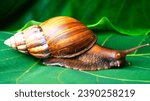 Small photo of Snails are scaled gastropods. The name is often applied to terrestrial snails, slugs, and terrestrial lungwort gastropods.