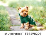 close up portrait of pretty sweet small little dog Yorkshire terrier in pullover  outdoor dress, jacket on the spring sunny summer background