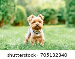 close up portrait of pretty sweet small little dog Yorkshire terrier in collar sitting outdoor dress on the spring sunny summer background