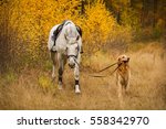 Dog Brings White Horse In Autumn