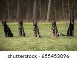 Five working line German shepherds sitting in line