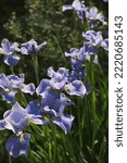 Small photo of Beardless iris flowers on blurred green natural background. Tall blue iris flowers are growing in a garden. Soft focus.