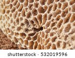 Close Up Of A Honeycomb Coral...