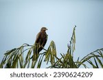 Small photo of A black kite on a tree ree