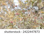Small photo of beautiful blueberry leaves in the fall botany fall colors fall foliage fall leaves natural nature
