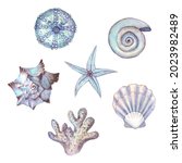 Watercolor Set Of Seashells ...