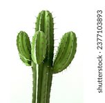 Cactus or cacti plants  cereus...
