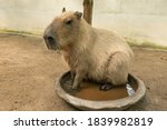 Capybara Resting In A Bowl Of...