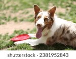 Small photo of side view of dog panting with his frisbee after a game of fetch