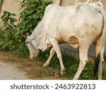 Close up photo of a cow eating...