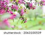 blooming branches of a... | Shutterstock . vector #2063100539