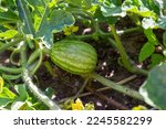 Little green watermelon. Young small watermelon in the garden. Watermelon in the farm on field