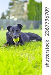 Small photo of Dogie time Black freeda dog