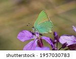 Little Green Butterfly On A...
