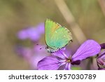 Little Green Butterfly On A...