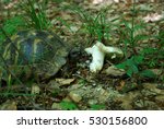 Turtle Eating Mushroom In A...