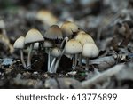 Small photo of Coprinus xanthothrix Fungi, group of mushrooms growing in a wild