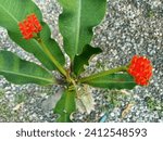 Small photo of Euphorbia viguieri is a very handsome plant with an angular, bright green stem with vertical, spiralling whitish thorns and vibrant red top knots of floral parts.