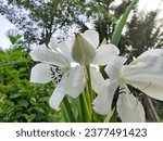 Small photo of Crinum Latifolium is a herbaceous perennial flowering plant in the maryllis family. The flowering stems are stout, reaching about 2m in height. The leaves are long, linear and ligulate.