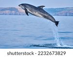 Bottlenose Dolphin jumping high from the Celtic waters surrounding Wales, Cardigan Bay