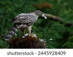 Goshawk predating a wood pigeon ...