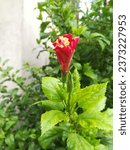 Small photo of Different typs of Flowers and Plants in Pakistan and India
