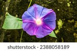 Small photo of Morning Glory (also written as Morning-Glory) is a common name for over 1,000 flowering plant species in the Convolvulaceae family, whose taxonomy and systematics are currently evolving.