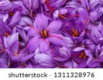 Harvest Flowers Of Saffron...