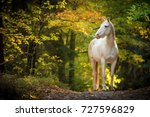 Portrait Of White Arabian Horse ...