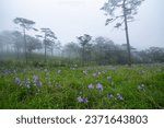 Small photo of Pine forests and Murdannia giganteum flower fields amidst the moist fog of Phu Soi Dao, Uttaradit, Thailand.