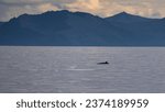 Small photo of A porpoise off the island of Andoya, Norway