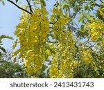 Small photo of Lovely blooming flowers of Cassia fistula