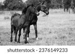 Small photo of Two horses in the field. One unmasked, one masked