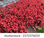 Small photo of Beautiful red surefire begonia flower