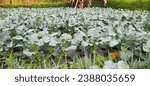 Small photo of Packman Broccoli is an annual vegetable plant that is commonly grown for its edible qualities