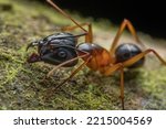 Macro image of Big-headed Ant