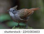 Small photo of Nature wildlife of Penan Bulbul bird on deep Rainforest jungle