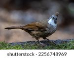 Small photo of Nature wildlife of Penan Bulbul bird on deep Rainforest jungle