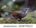 Small photo of Nature wildlife of Penan Bulbul bird on deep Rainforest jungle