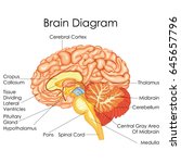 Brain Diagram vector clipart image - Free stock photo - Public Domain ...