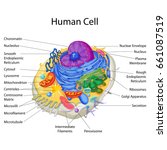 Cell Membrane vector clipart image - Free stock photo - Public Domain ...