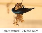 Small photo of A purple sunbird male is helping her counterpart in making nest.