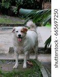 Small photo of She gave a smile to me every time I back home. We adopt her since she was a puppy. Right now she is so big. Her weight is 30 kgs already. - Bangkok, Thailand