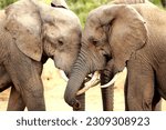 Small photo of Elephants shoving each other in a test of strength