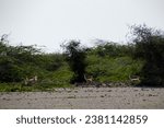 Small photo of A serene image of a herd of gazelles grazing in the lush green fields of Kish Island, Iran. The gazelles are small and graceful, and they move with a gentle gait.