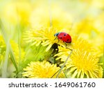 Ladybug On Yellow Flowers...