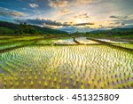 Beautiful Rice Fields