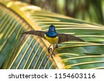 Small photo of Newton's sunbird, male, beautiful bird in Sao Tome and Principe, Anabathmis newtonii