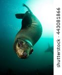 Brown  South African  Fur Seal