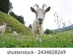 A curious white billy goat with ...